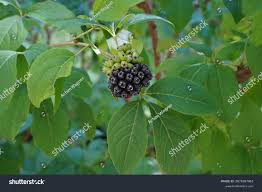 Attēlu rezultāti vaicājumam “Eleutherococcus sessiliflorus”