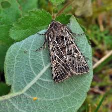 Attēlu rezultāti vaicājumam “Tholera decimalis”