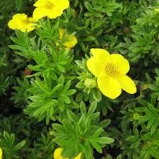 Attēlu rezultāti vaicājumam “Potentilla erecta bud”