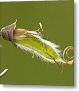 Attēlu rezultāti vaicājumam “Cytisus scoparius fruit”