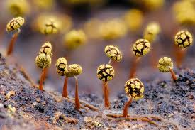 Attēlu rezultāti vaicājumam “Physarum viride stalked”