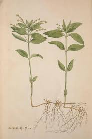 Attēlu rezultāti vaicājumam “Mercurialis perennis bud”