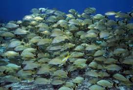 Image result for Haemulon carbonarium