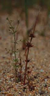 Attēlu rezultāti vaicājumam “Juncus gerardii bud”