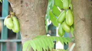 Attēlu rezultāti vaicājumam “Avena sativa fruit”