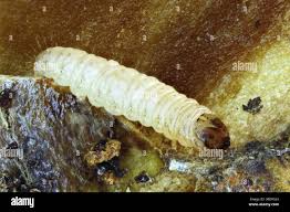 Attēlu rezultāti vaicājumam “Aphelia paleana larva”