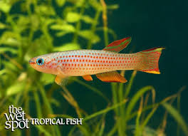 Image result for Aphyosemion