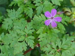 Attēlu rezultāti vaicājumam “Geranium robertianum”