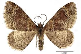 Attēlu rezultāti vaicājumam “Xanthorhoe spadicearia”