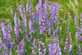 Attēlu rezultāti vaicājumam “Vicia tenuifolia”
