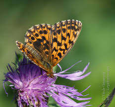 Attēlu rezultāti vaicājumam “Boloria dia upperside”