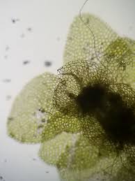 Attēlu rezultāti vaicājumam “Calypogeia integristipula”