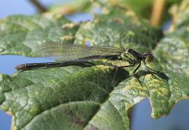 Attēlu rezultāti vaicājumam “Erythromma najas”