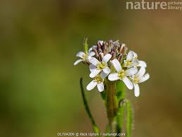 Attēlu rezultāti vaicājumam “Arabis hirsuta flower”