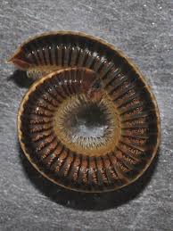 Attēlu rezultāti vaicājumam “Ommatoiulus vilnensis”