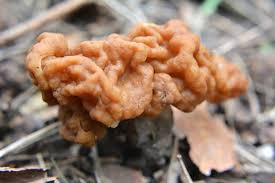 Attēlu rezultāti vaicājumam “Gyromitra gigas”