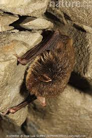 Attēlu rezultāti vaicājumam “Myotis daubentonii”