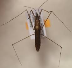 Attēlu rezultāti vaicājumam “Limnoporus rufoscutellatus”