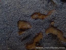 Attēlu rezultāti vaicājumam “Asterodon ferruginosus”