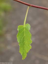 Attēlu rezultāti vaicājumam “Campanula rapunculoides leaf”