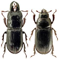 Attēlu rezultāti vaicājumam “Ceruchus chrysomelinus imago”