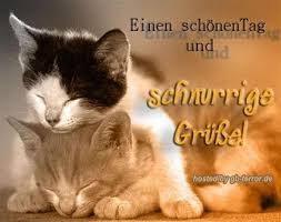 Bildergebnis für lustige katzenbilder mit sprüchen