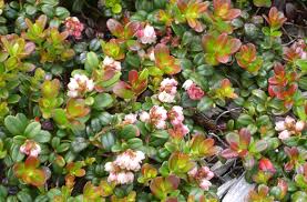 Attēlu rezultāti vaicājumam “Vaccinium vitis-idaea”