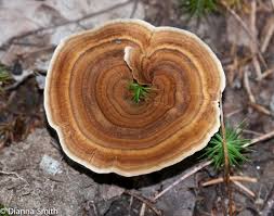 Attēlu rezultāti vaicājumam “Coltricia perennis”