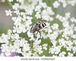 Attēlu rezultāti vaicājumam “Trichius fasciatus imago”