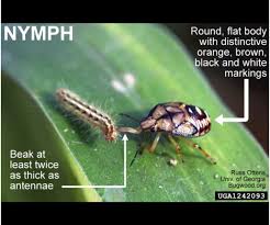 Attēlu rezultāti vaicājumam “Lygus nymph”