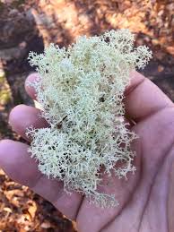 Attēlu rezultāti vaicājumam “Biatoropsis usnearum”