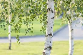 Attēlu rezultāti vaicājumam “Betula”