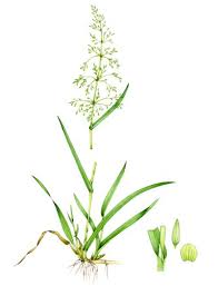 Attēlu rezultāti vaicājumam “Milium effusum leaf”