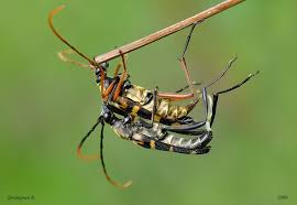 Attēlu rezultāti vaicājumam “Leptura annularis”