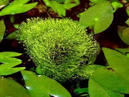 Attēlu rezultāti vaicājumam “Riccia fluitans”