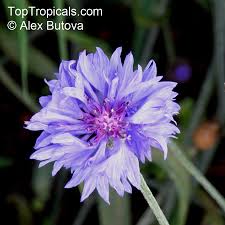 Image result for Centaurea cyanus