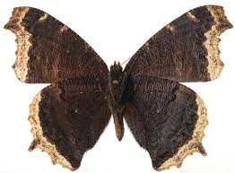 Attēlu rezultāti vaicājumam “Nymphalis antiopa upperside”