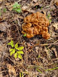 Attēlu rezultāti vaicājumam “Gyromitra gigas”