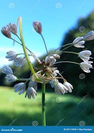 Attēlu rezultāti vaicājumam “Allium oleraceum”