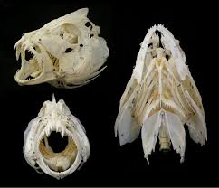 Image result for Lutjanus jocu