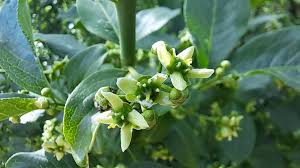 Attēlu rezultāti vaicājumam “Euonymus europaeus bud”