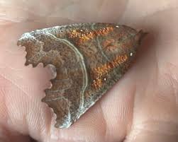 Attēlu rezultāti vaicājumam “Scoliopteryx libatrix”