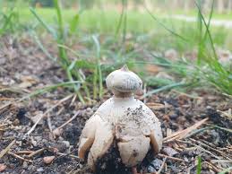Attēlu rezultāti vaicājumam “Geastrum pectinatum”
