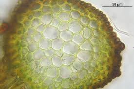 Attēlu rezultāti vaicājumam “Hymenostylium recurvirostrum macro”