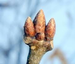 Attēlu rezultāti vaicājumam “Quercus rubra bud”