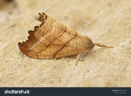 Attēlu rezultāti vaicājumam “Falcaria lacertinaria”