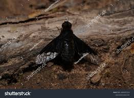 Attēlu rezultāti vaicājumam “Hemipenthes morio”