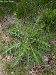 Attēlu rezultāti vaicājumam “Cirsium vulgare”
