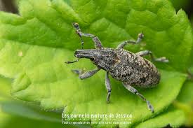 Attēlu rezultāti vaicājumam “Cleonis pigra”