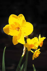 Attēlu rezultāti vaicājumam “Narcissus flower”